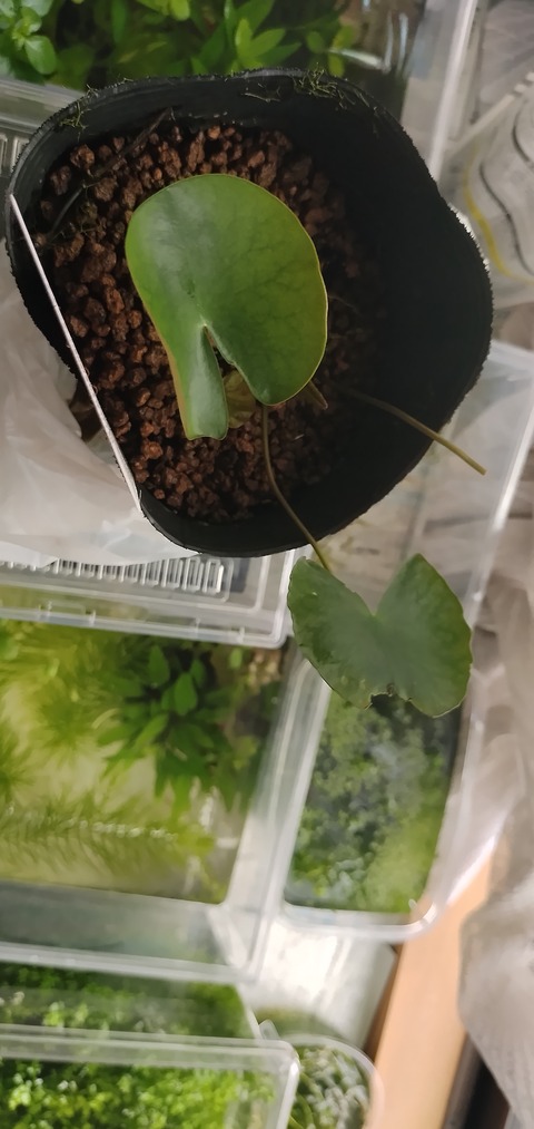 IMG_20250811_094426082