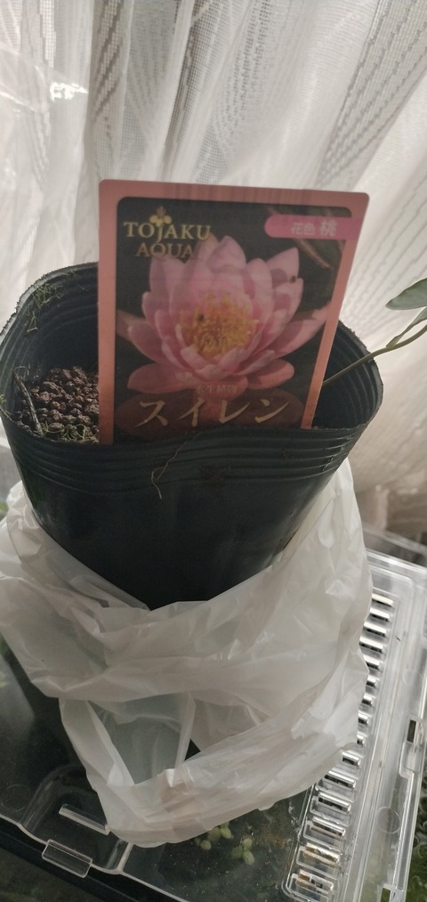 IMG_20250811_094419924