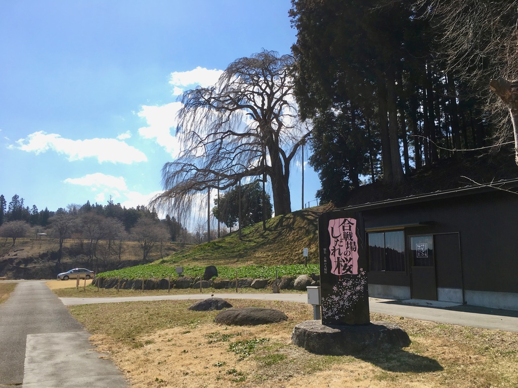 (2019.03.24)合戦場のしだれ桜