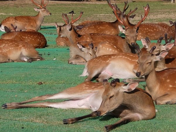 奈良公園の鹿たち 旅の途上