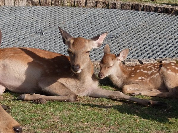 鹿 奈良の鹿の豆知識 – 奈良藤枝珈琲焙煎所