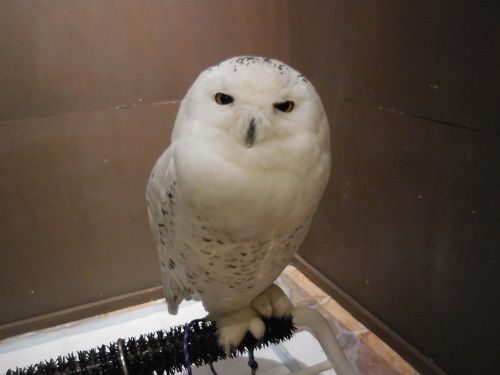 フクロウカフェ こころは 青空