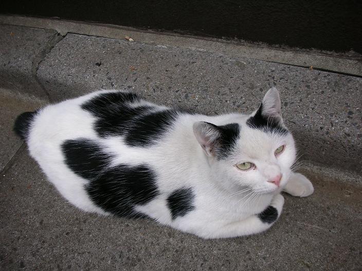 パンダ猫ちゃん こころは 青空