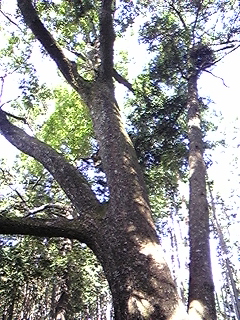 PCAハイキング同好会発足