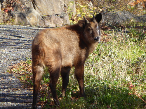 PCA乗鞍2019、満員になりました