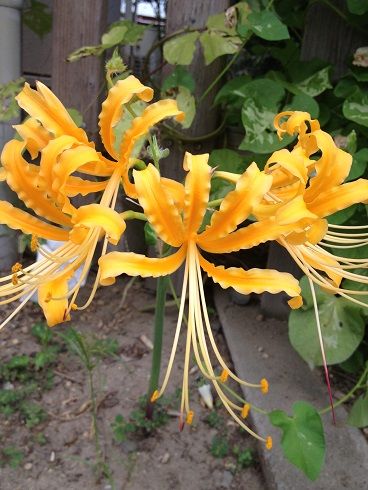 彼岸花の咲かない頃 明日は天気になぁれ