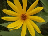 イヌキクイモ1