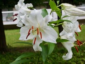 ユリの園芸種
