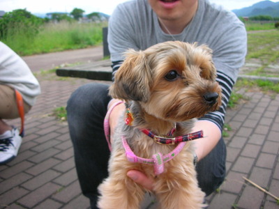 愛犬