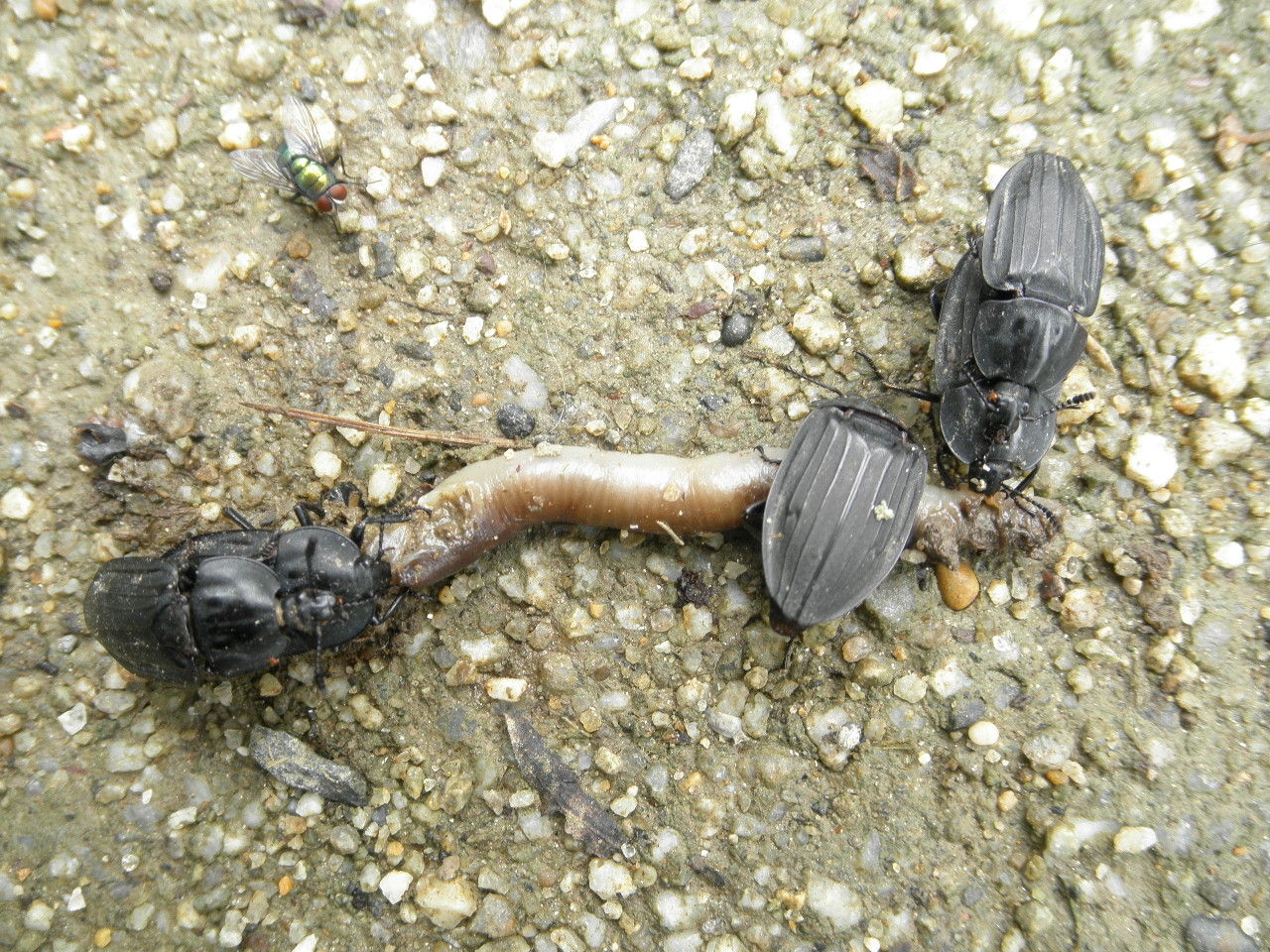 虫愛ずる姫君 Personofleisureのブログ