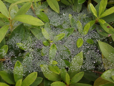 蜘蛛の巣と雨滴 (1)