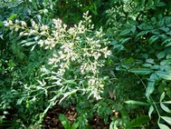 RIMG2209