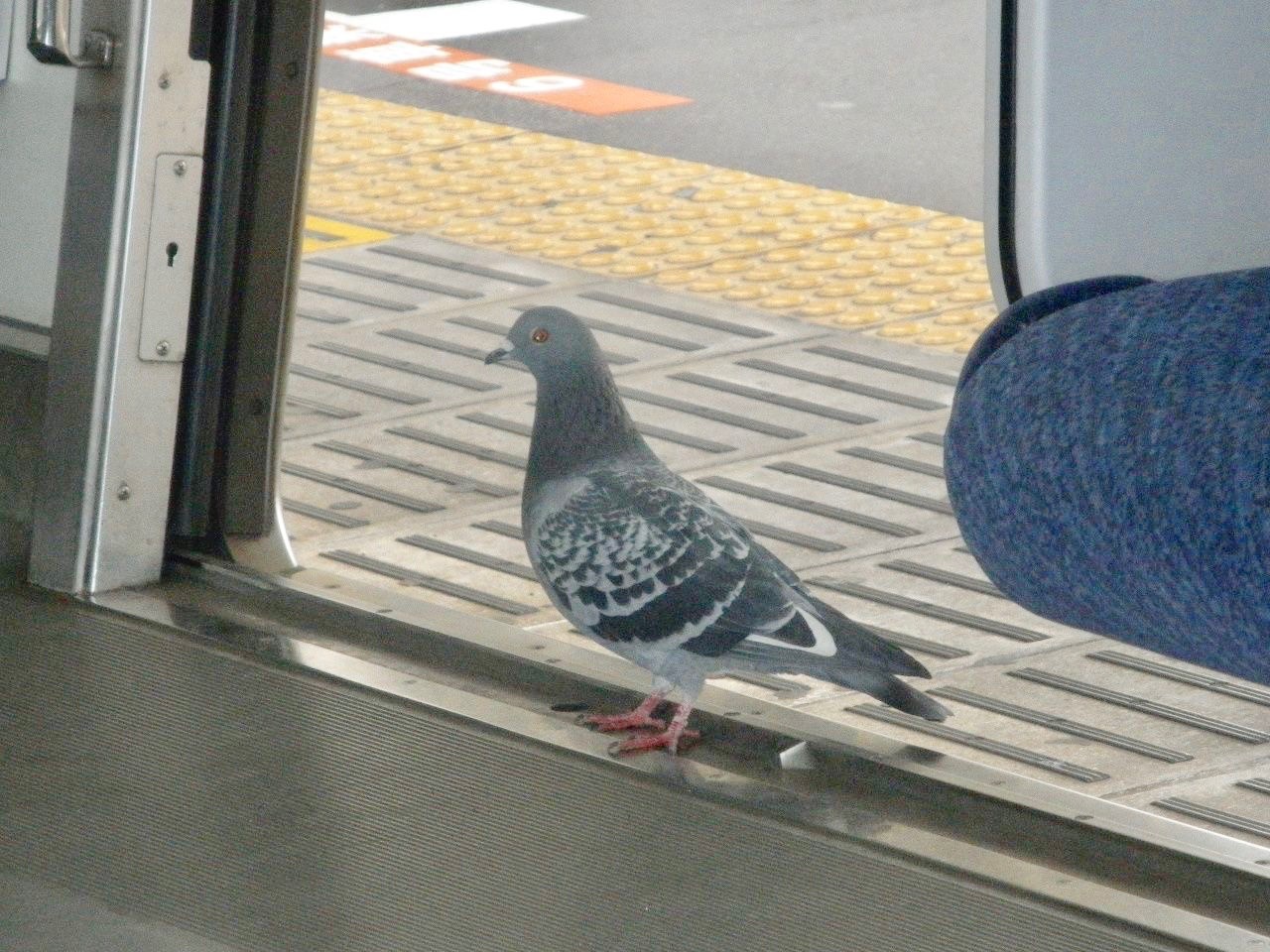 鳩 ドバト カワラバト キジバト その他 Personofleisureのブログ