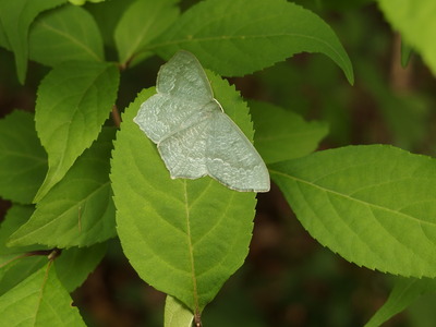 昆虫1