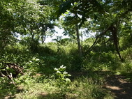 多摩川河川敷
