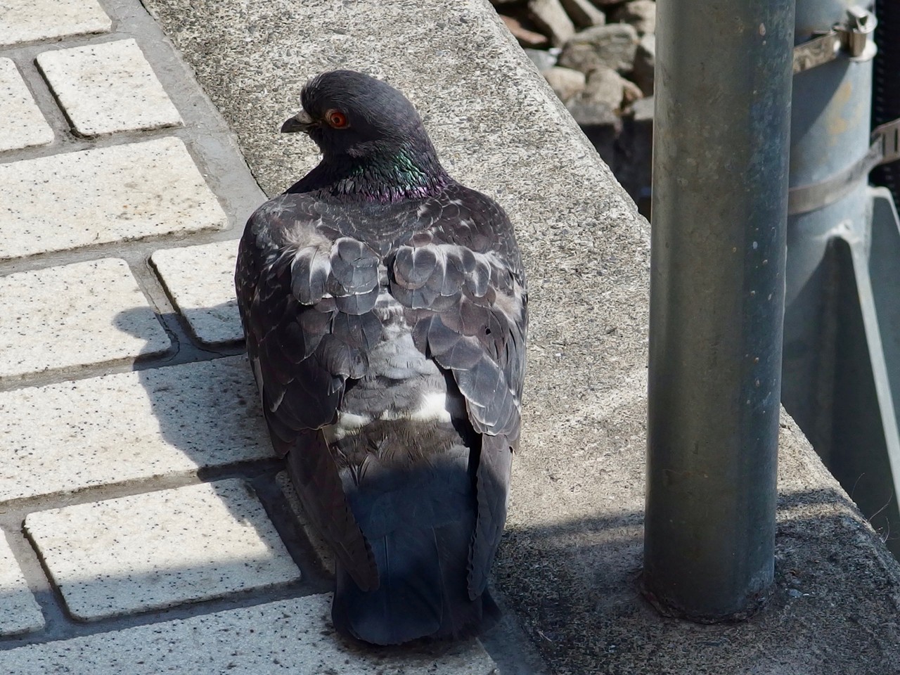 鳩 ドバト カワラバト キジバト その他 Personofleisureのブログ