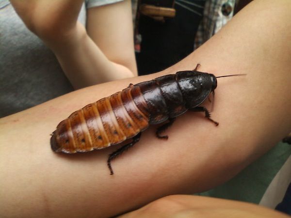 マラニック速報 最近こいつらが可愛くて仕方ない