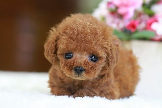 ティーカップ プードルの性格と特徴 ペットを飼いたい 購入したい人のお役立ち情報サイト ティーカップ プードルの性格と特徴 ペットを飼いたい 購入したい人のお役立ち情報サイト