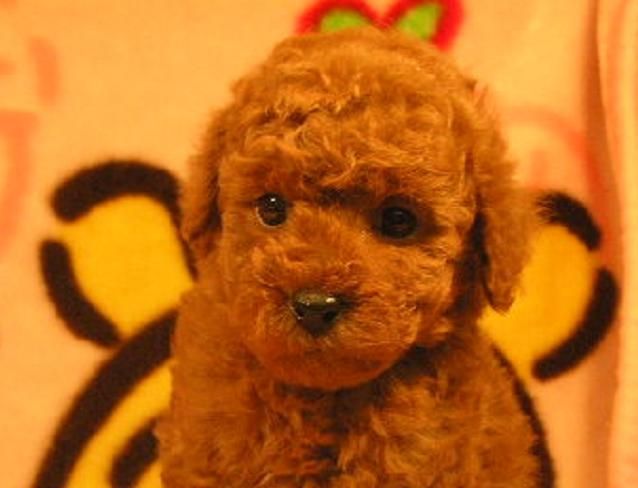 大阪府ブリーダーのトイプードル レッド メス ブリーダー直譲の子犬販売 ペットコンパス 大阪府ブリーダーのトイプードル レッド メス ブリーダー直譲の子犬販売 ペットコンパス