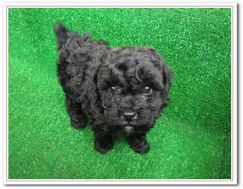 北海道ブリーダーのトイプードル ブラック メス ブリーダー直譲の子犬販売 ペットコンパス