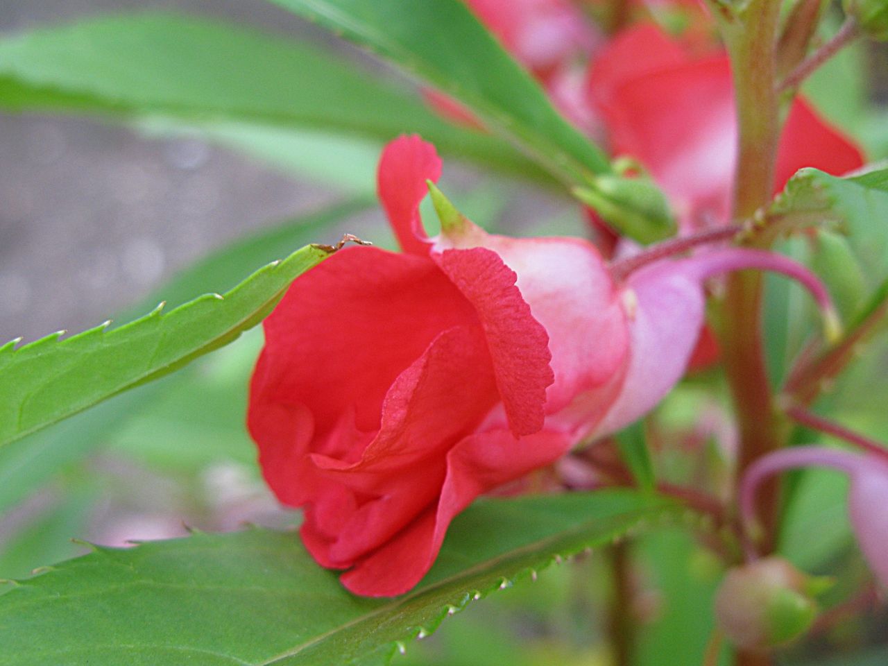 Apictnyoh4qd4 鳳仙花 花言葉 四字熟語 Apictnyoh4qd4 鳳仙花 花言葉 四字熟語
