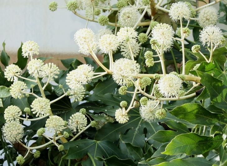 白いポンポン 冬に咲く 秋田野の花 道の花