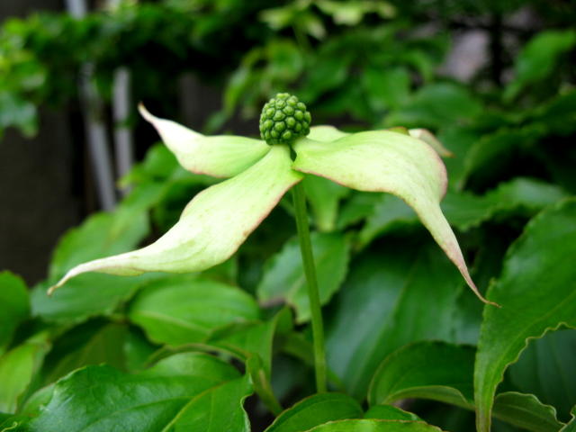 ヤマボウシ 丸い緑の球 山法師 秋田野の花 道の花 ヤマボウシ 丸い緑の球 山法師 秋田野の花 道の花