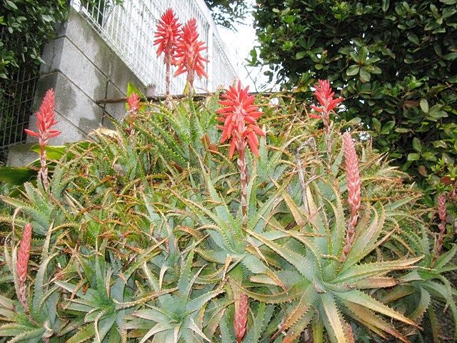 アロエ 古代植物なのです 秋田野の花 道の花