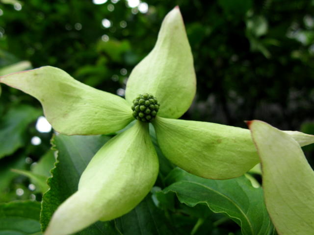 ヤマボウシ 丸い緑の球 山法師 秋田野の花 道の花 ヤマボウシ 丸い緑の球 山法師 秋田野の花 道の花