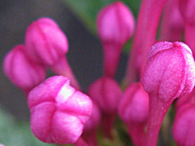 臭いは嫌いです ボタンクサギ 牡丹臭木 秋田野の花 道の花
