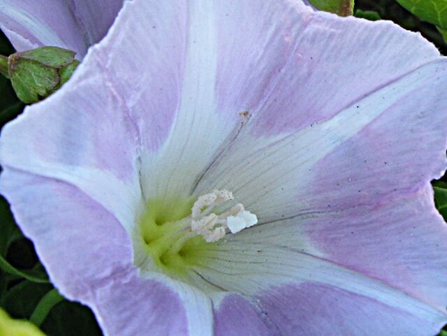 鑑賞されない ハマヒルガオ 秋田野の花 道の花 鑑賞されない ハマヒルガオ 秋田野の花 道の花