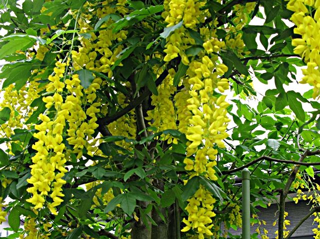 黄色い鎖 キングサリ 秋田野の花 道の花