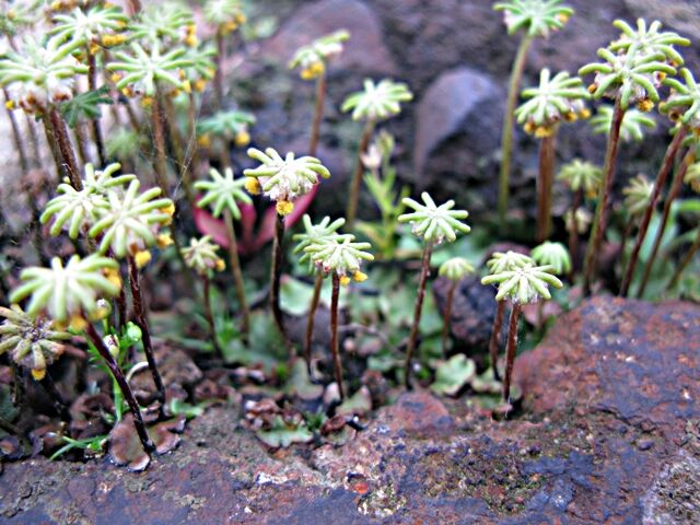 今見られる不思議な世界 ゼニゴケ 秋田野の花 道の花