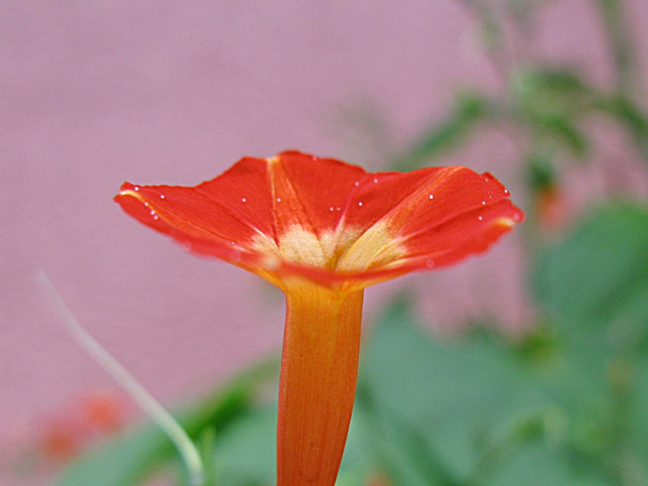 丸葉縷紅草 秋田野の花 道の花 丸葉縷紅草 秋田野の花 道の花