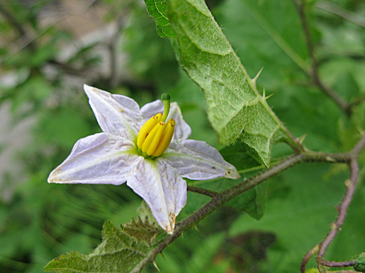 ワルです 笑 凄い棘のワルナスビ 秋田野の花 道の花 ワルです 笑 凄い棘のワルナスビ 秋田野の花 道の花