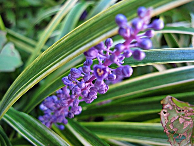 小さな紫の穂 ヤブラン 秋田野の花 道の花