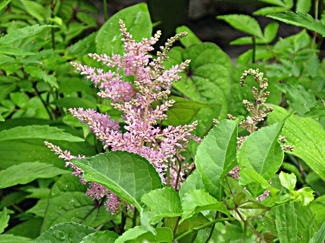 フワフワと アスチルベ 秋田野の花 道の花