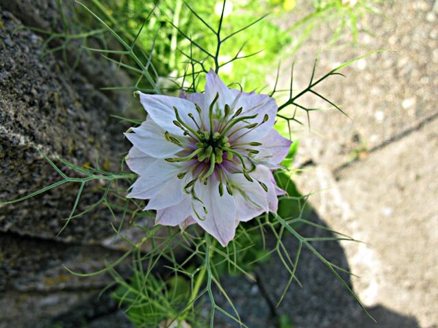 黒い種 ニゲラ 秋田野の花 道の花 黒い種 ニゲラ 秋田野の花 道の花