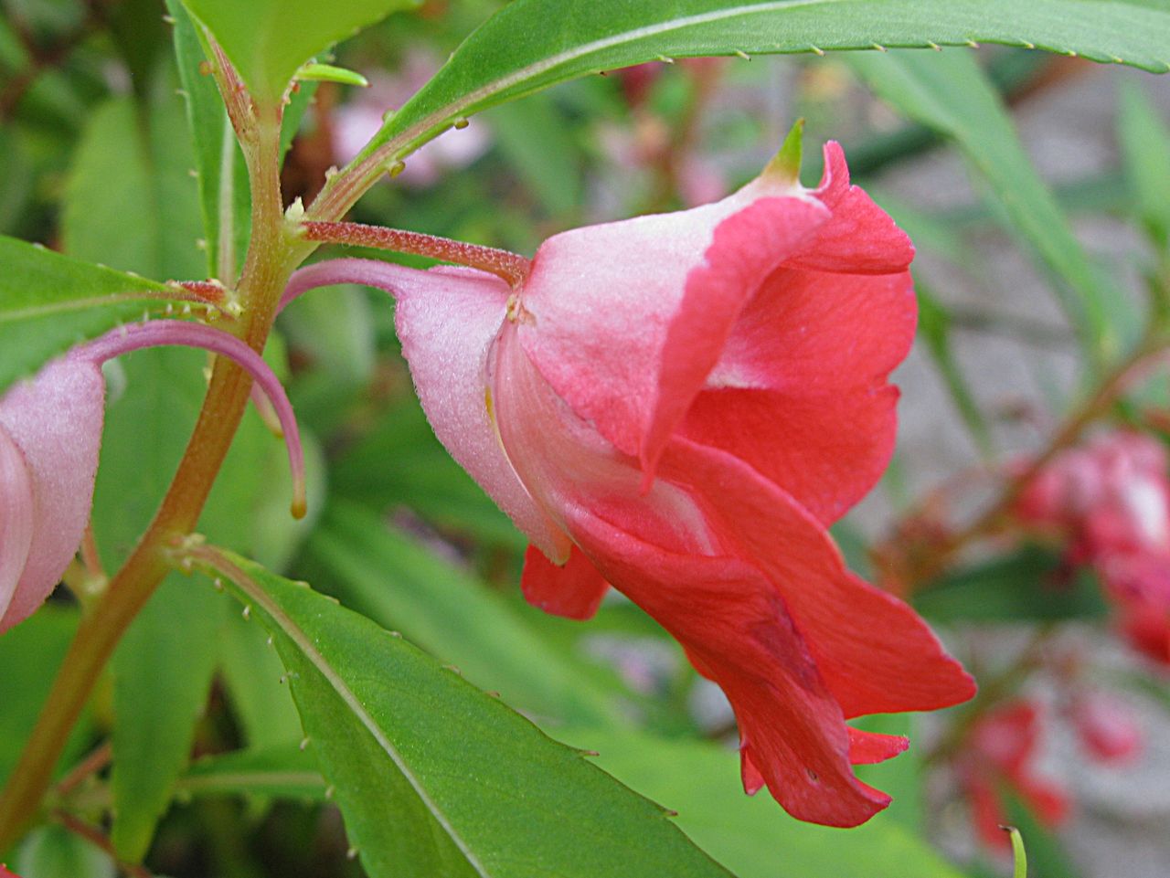 Apictnyoh4qd4 鳳仙花 花言葉 四字熟語 Apictnyoh4qd4 鳳仙花 花言葉 四字熟語