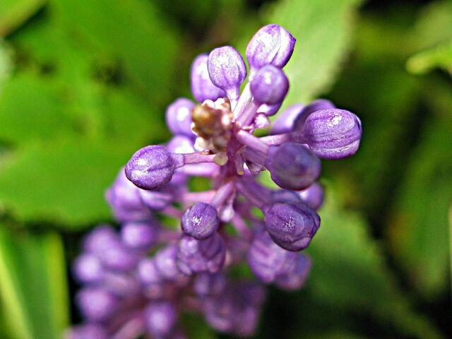 小さな紫の穂 ヤブラン 秋田野の花 道の花