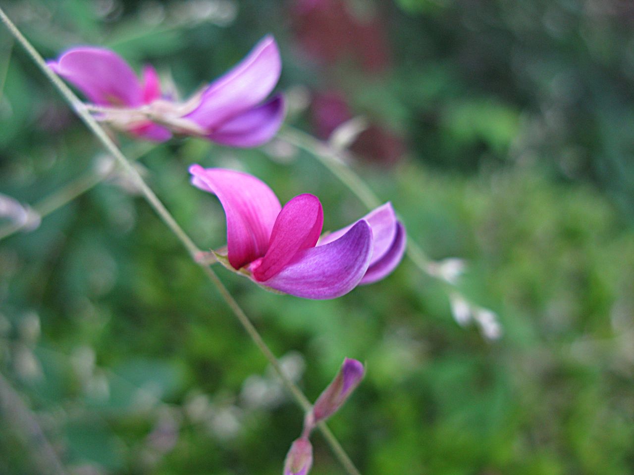 秋の気配 萩の咲く季節になりました 秋田野の花 道の花