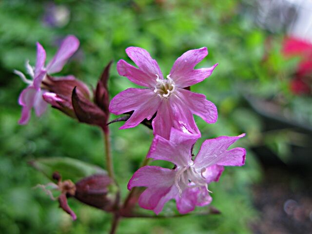 桜の花びらのような フクロナデシコ 秋田野の花 道の花