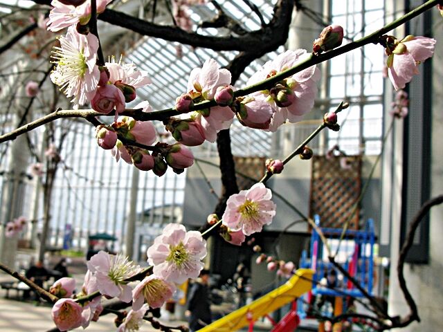 セリオンリスタの梅 見驚梅 秋田野の花 道の花 セリオンリスタの梅 見驚梅 秋田野の花 道の花