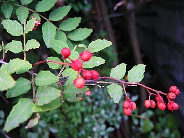 サンショは 小粒で ピリリと辛い 赤い実です 秋田野の花 道の花