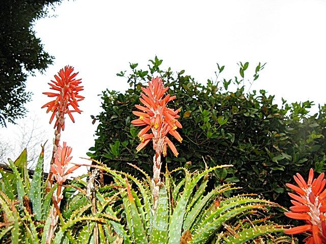 アロエ 古代植物なのです 秋田野の花 道の花