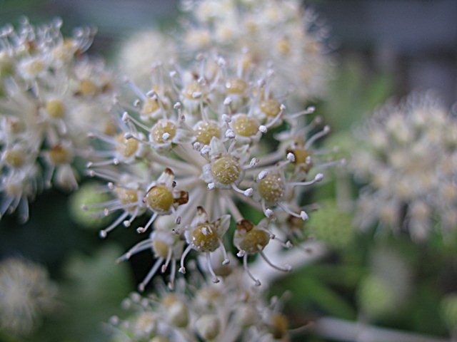 白いポンポン 冬に咲く 秋田野の花 道の花