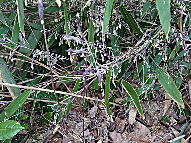 1年に一度咲く スズタケ 秋田野の花 道の花
