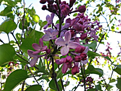 日本名ムラサキハシドイ ライラック 秋田野の花 道の花 日本名ムラサキハシドイ ライラック 秋田野の花 道の花