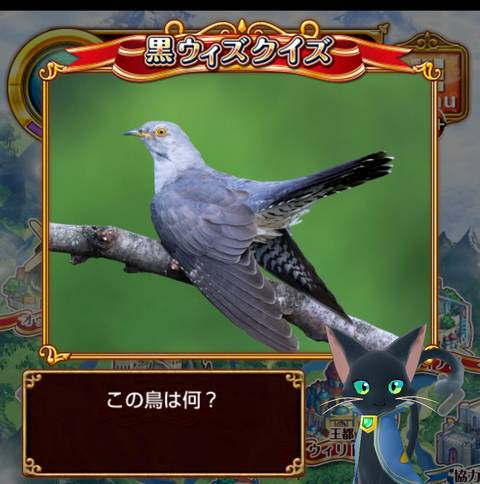 黒ウィズクイズ この鳥は何 ぷちぷら なウィズ日記 ฅ W ฅ ニャー 黒ウィズクイズ この鳥は何 ぷちぷら なウィズ日記 ฅ W ฅ ニャー