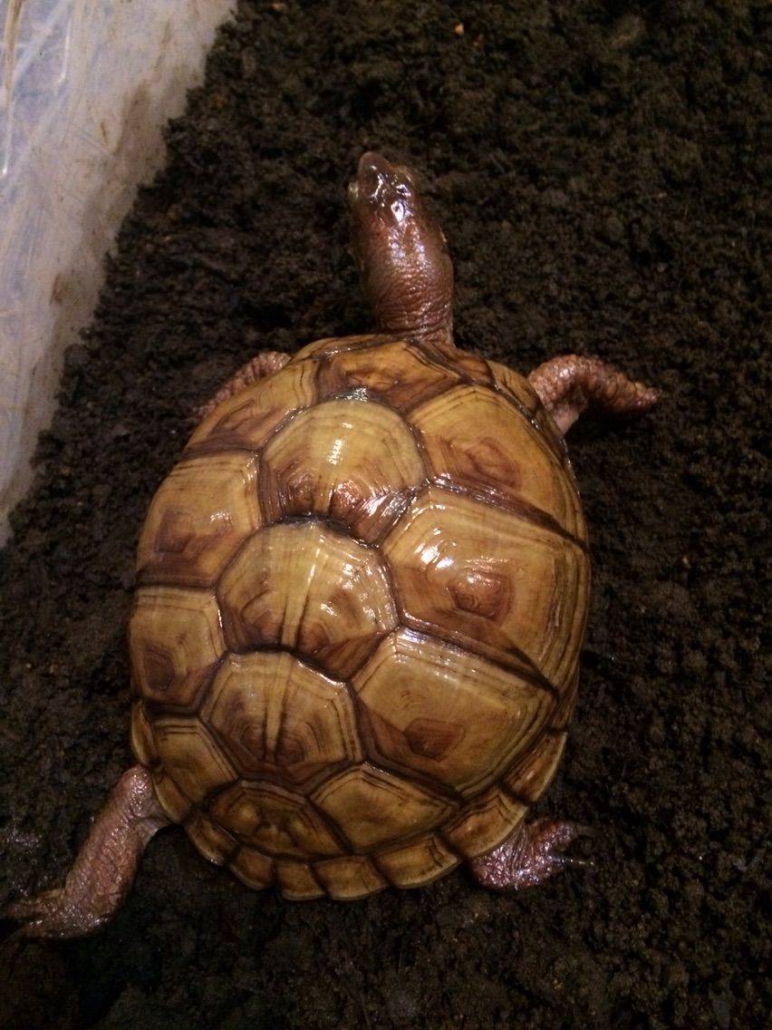 ミツユビハコガメの種のプロフィール